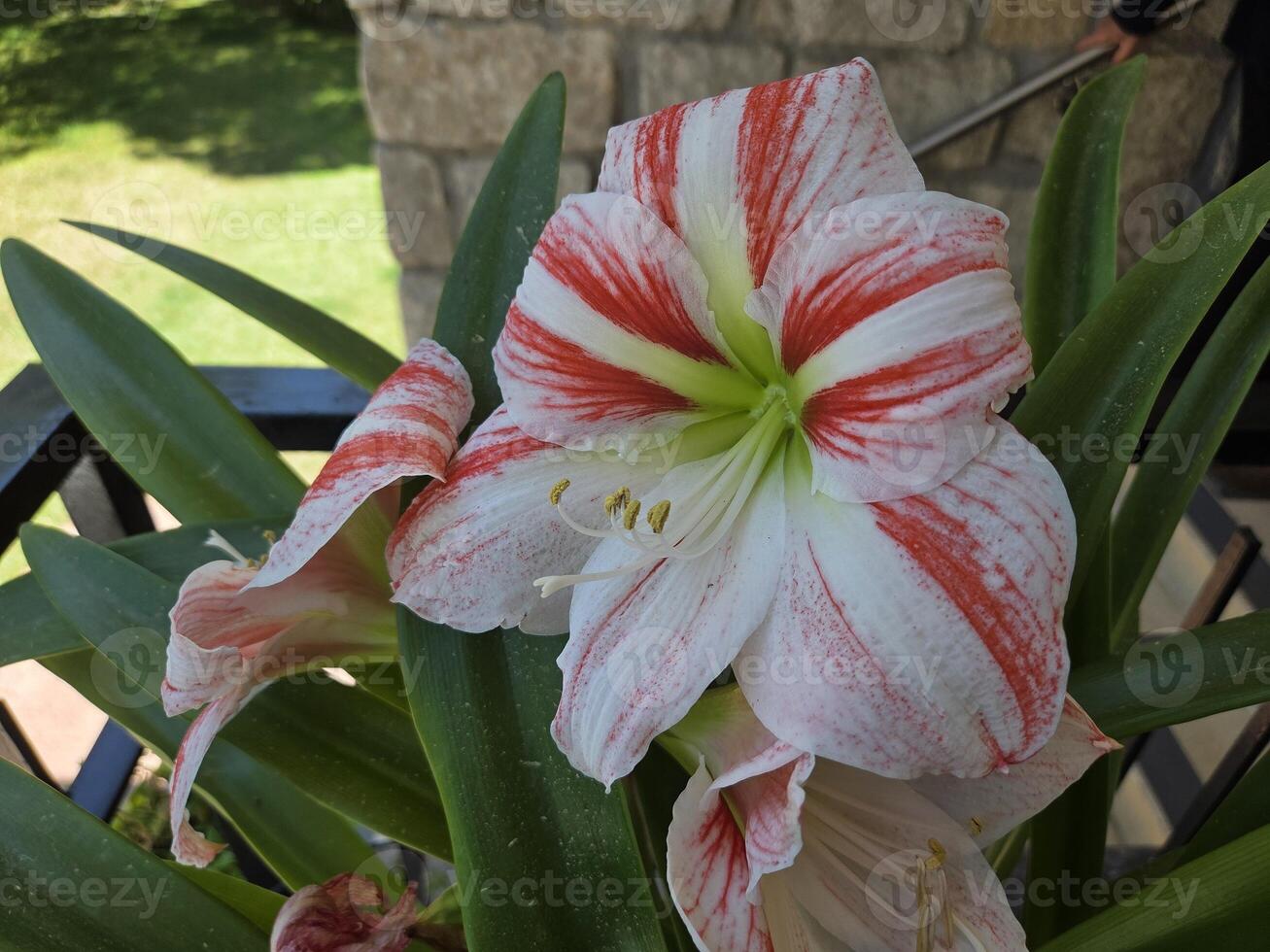 Vibrant amaryllis blossom in bloom with greenery in a sunlit garden setting. White-pink flower with green leaves photo
