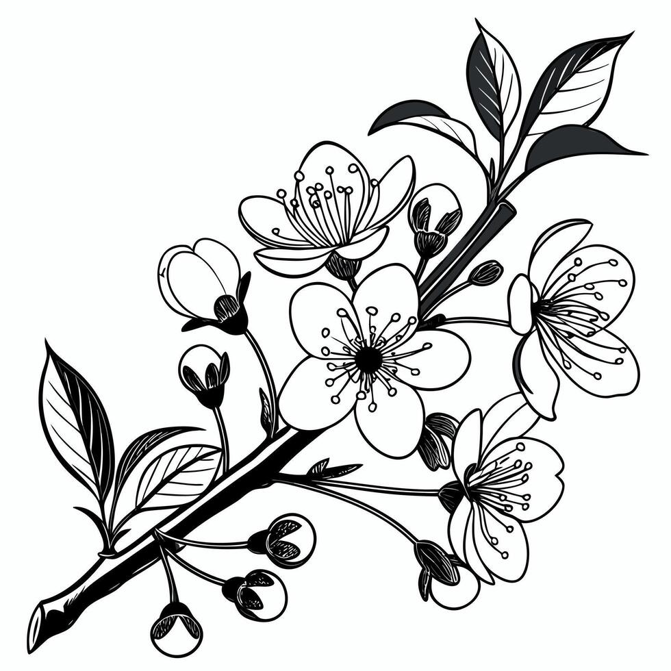 Elegant Hand Drawn Cherry Blossom Branch Outline Illustration Perfect for Spring and Botanical Designs vector