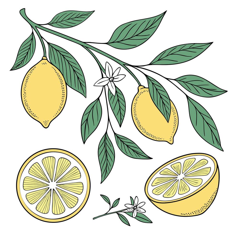 Hand drawn lemon branch with ripe fruits and delicate white blossoms plus fresh sliced citrus fruit botanical illustration vector