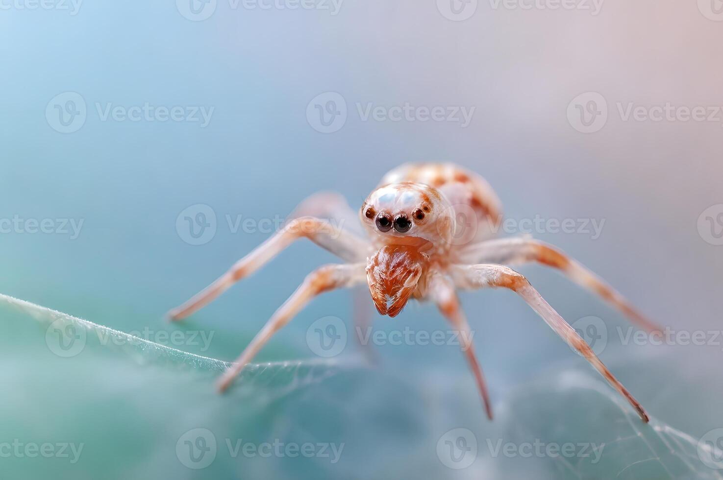 Close-up of a Delicate Pale Spider on a Delicate Web photo