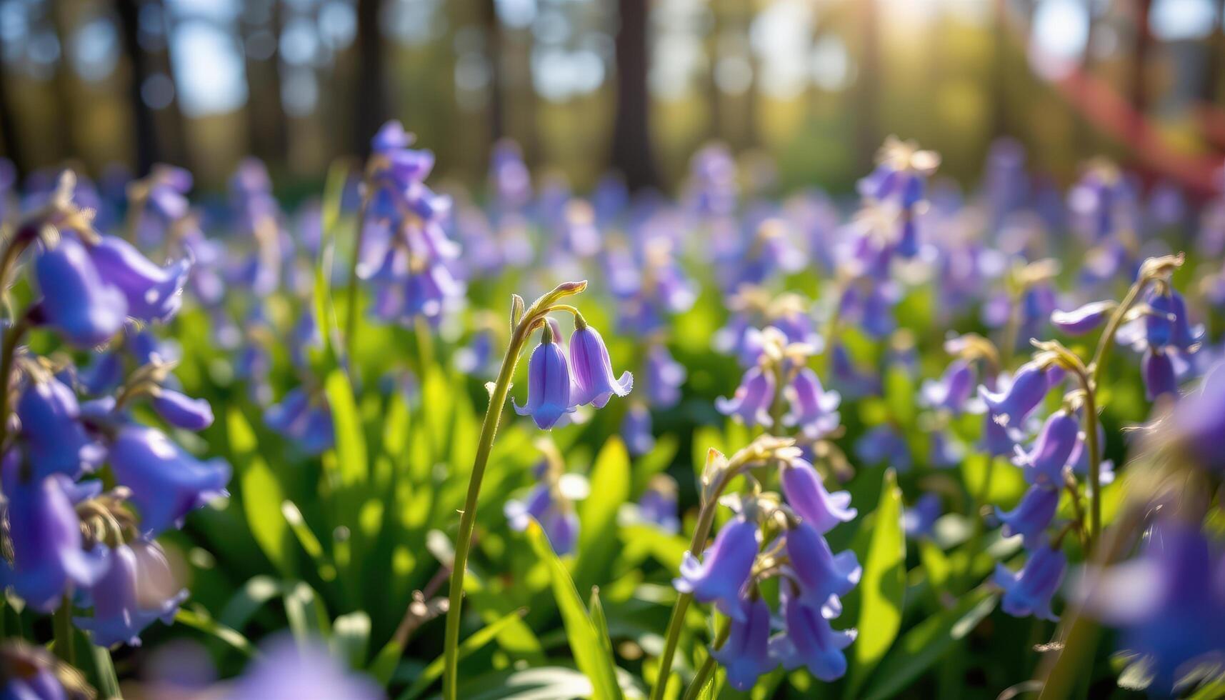 close up view of a field of bluebells focusing on a single delicate bell shaped bloom catching soft forest light. photo