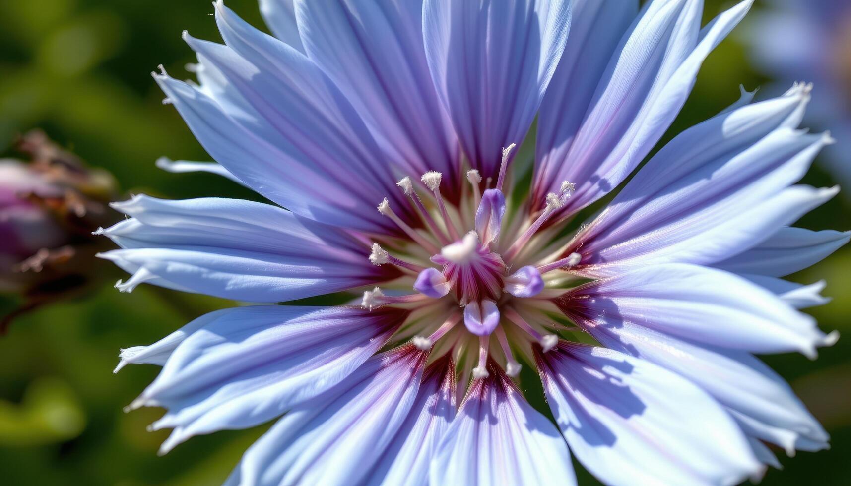 close up view of a chicory flower, open wide with bright blue petals and feathery edges. photo