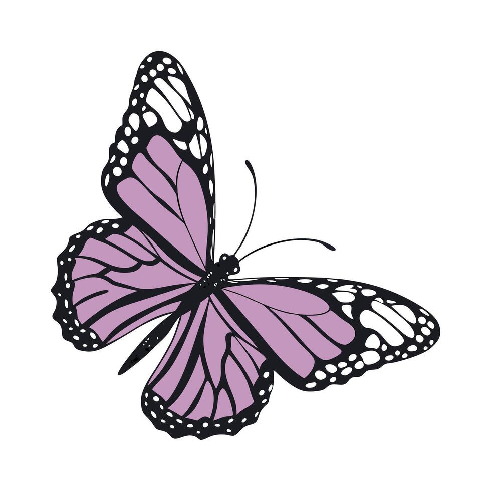 Elegant purple butterfly with black and white wing patterns on a white background vector