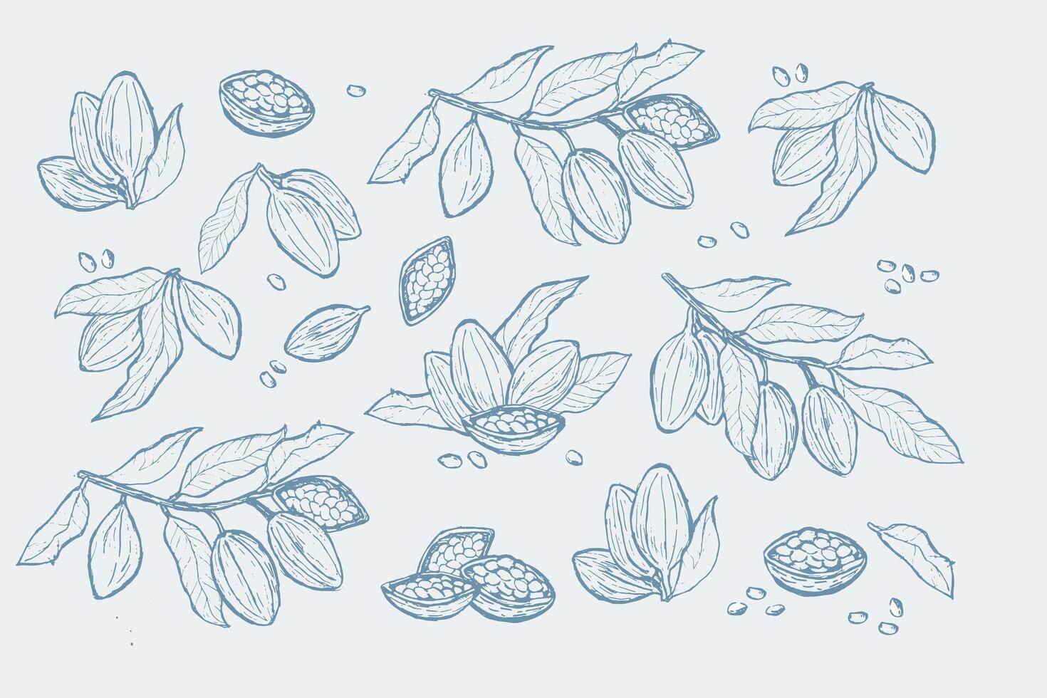 Cocoa bean sketch collection for botanical design and art projects vector