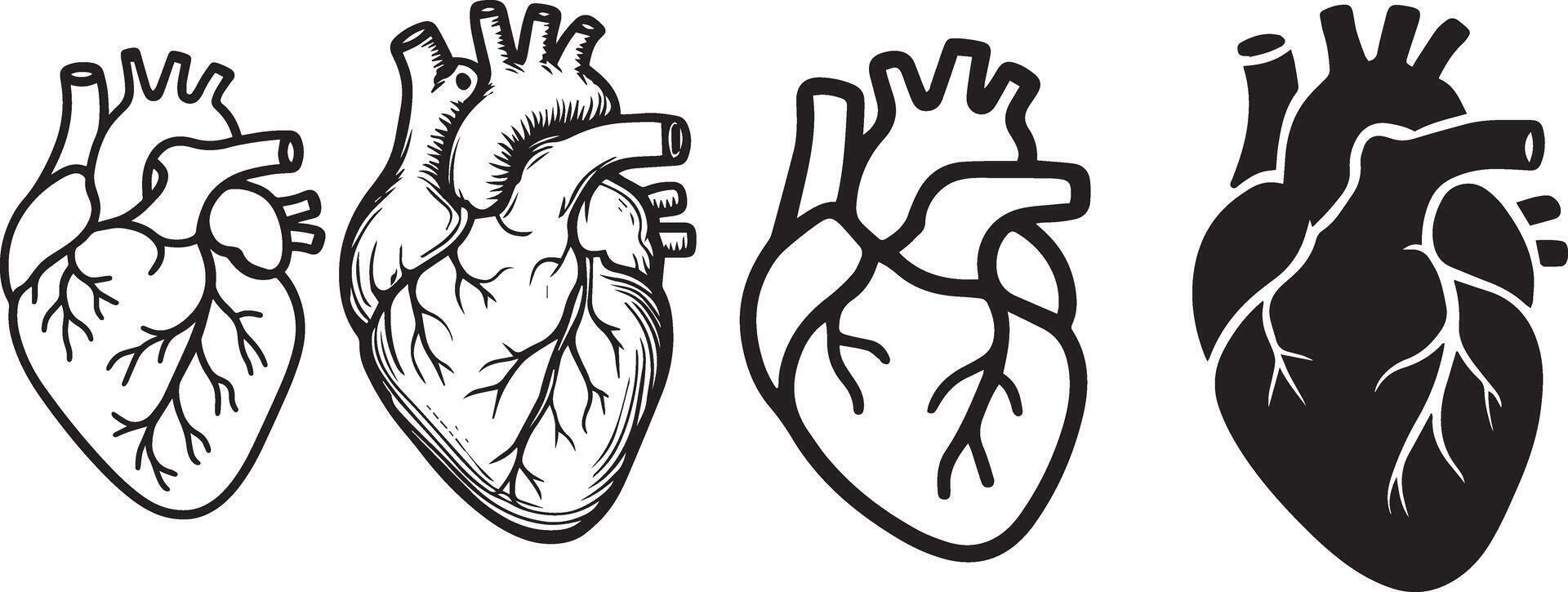 Anatomical human heart illustrations anatomy medical vector