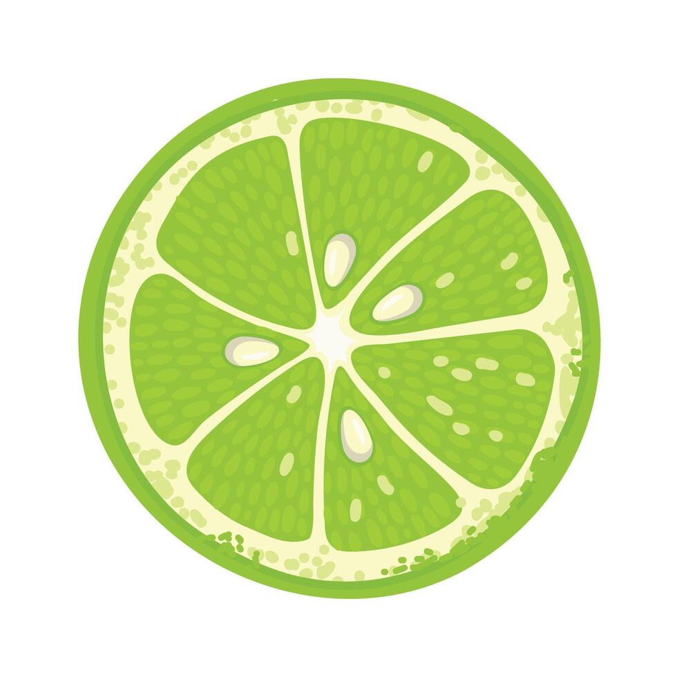 Vibrant lime slice displaying detailed texture, segments, juice, and seeds, ideal for food and beverage illustrations, recipe books, and healthy eating promotions vector