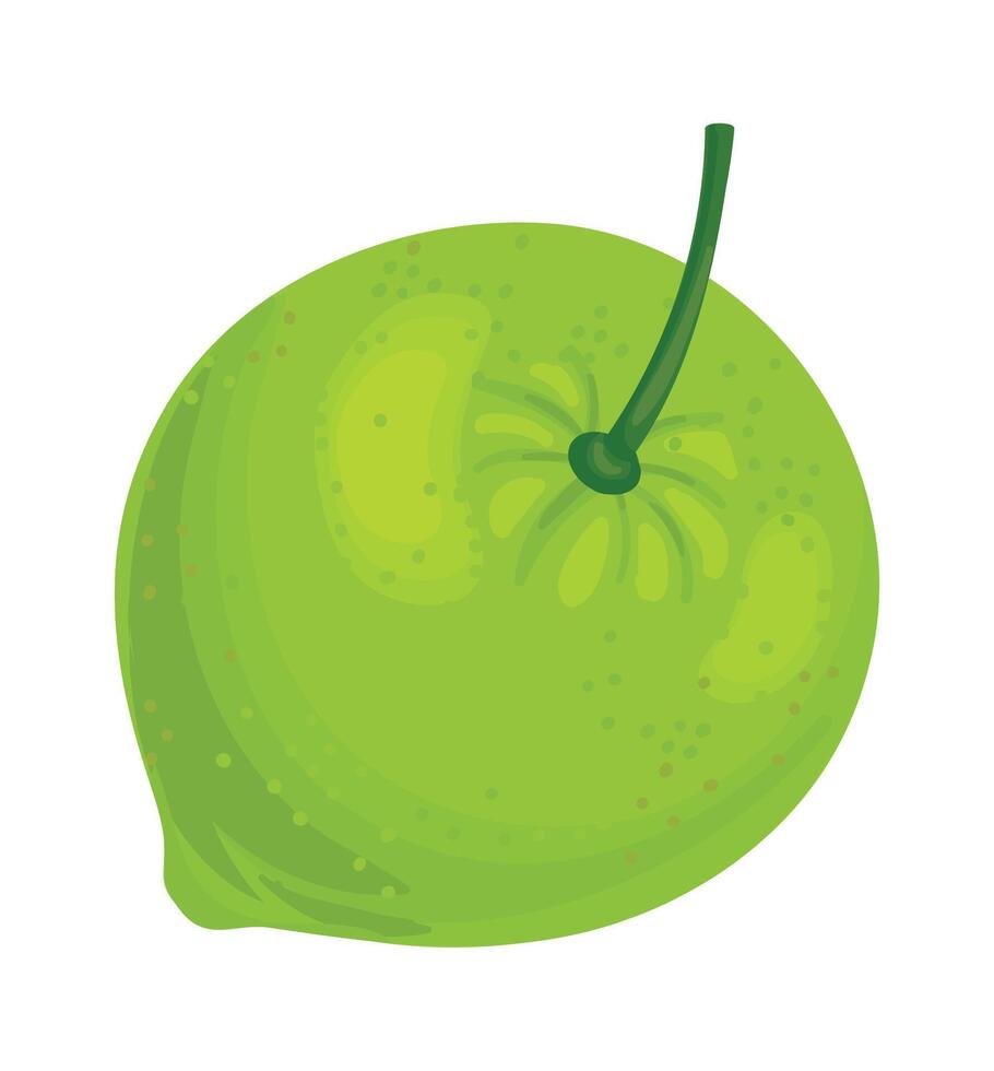 Lime fruit with stem, displaying its vibrant green color, textured skin, and overall freshness, perfect for various culinary and visual applications vector