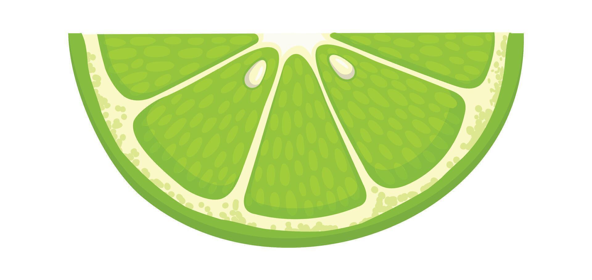 Lime wedge featuring vibrant green color and intricate details of pulp and peel, creating a refreshing visual ideal for food and beverage projects, enhancing any design vector