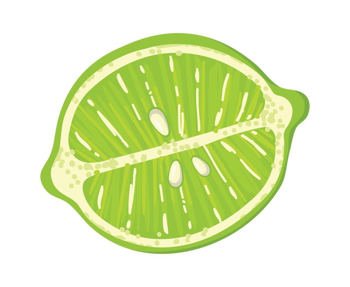 Cross section of a lime displaying vibrant green pulp, textured rind, and tiny seeds, creating a refreshing visual of this juicy citrus fruit bursting with flavor vector