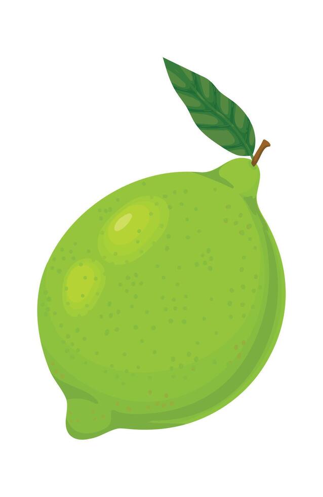 Vibrant green lime with attached leaf, showcasing freshness and health, perfect for food and beverage illustrations, against a clean white background vector