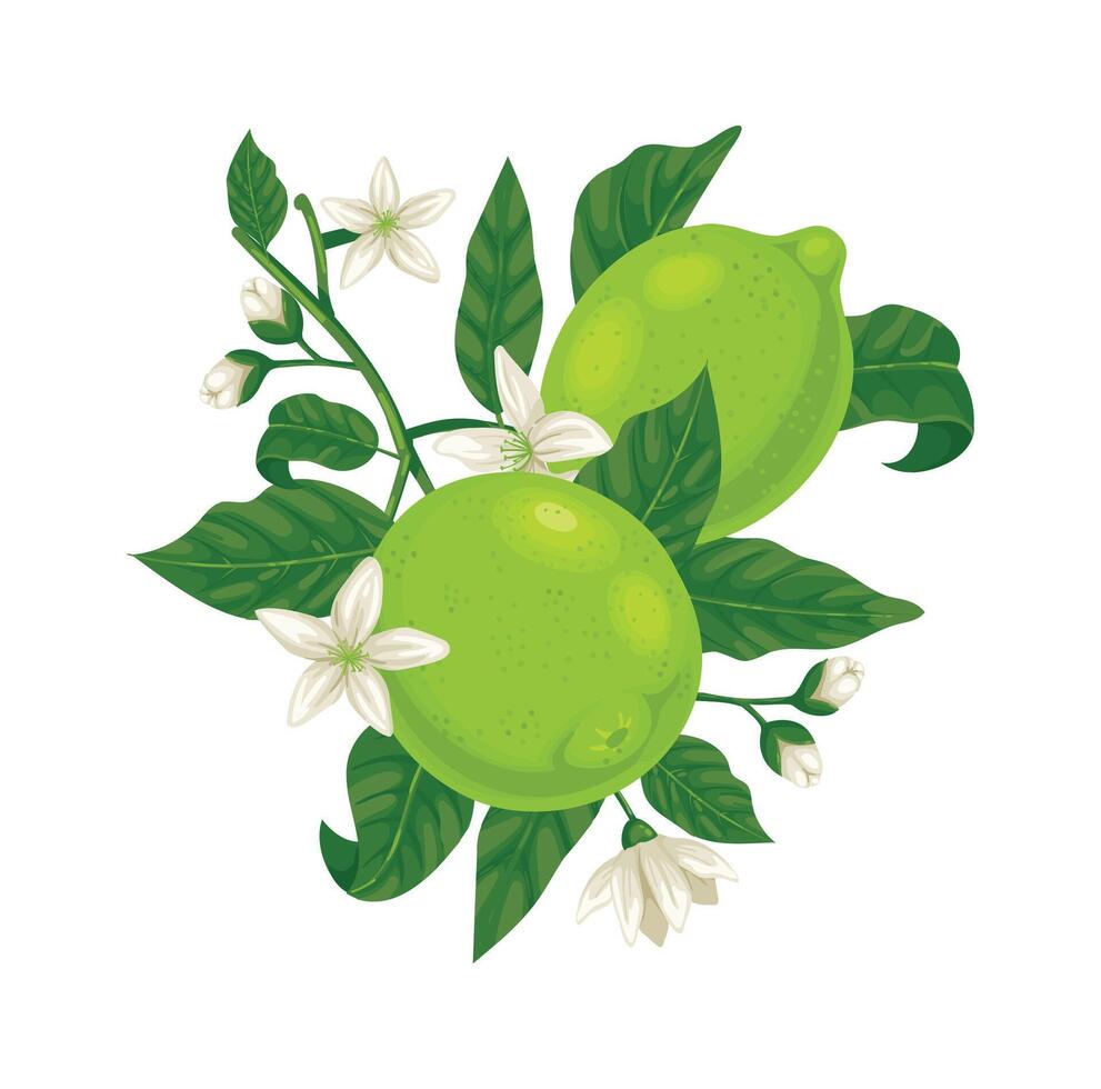 Branch with limes growing among green leaves and white flowers is perfect for promoting healthy lifestyle, cosmetics, food industry, agriculture and so on vector
