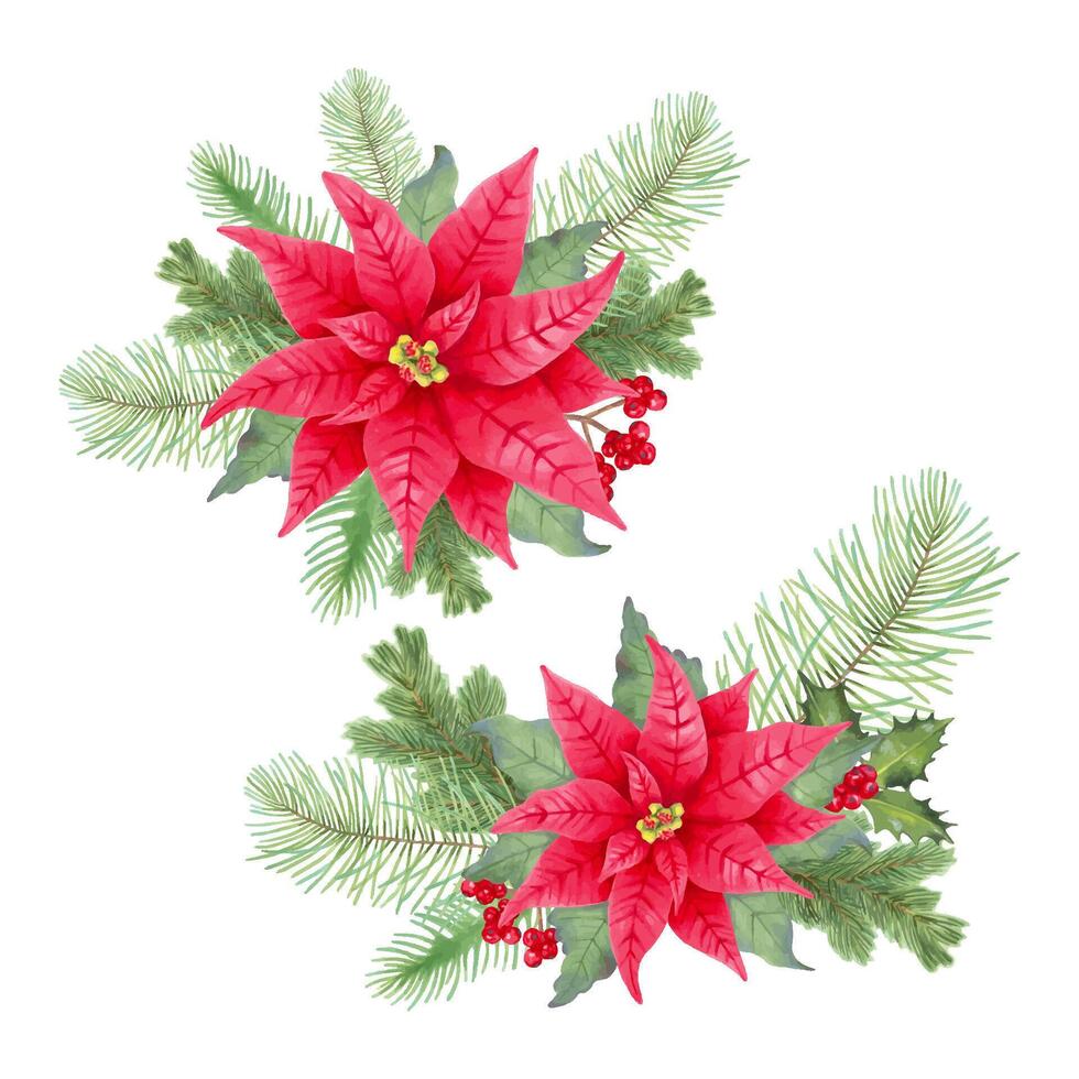 Poinsettias with green foliage decoration vector