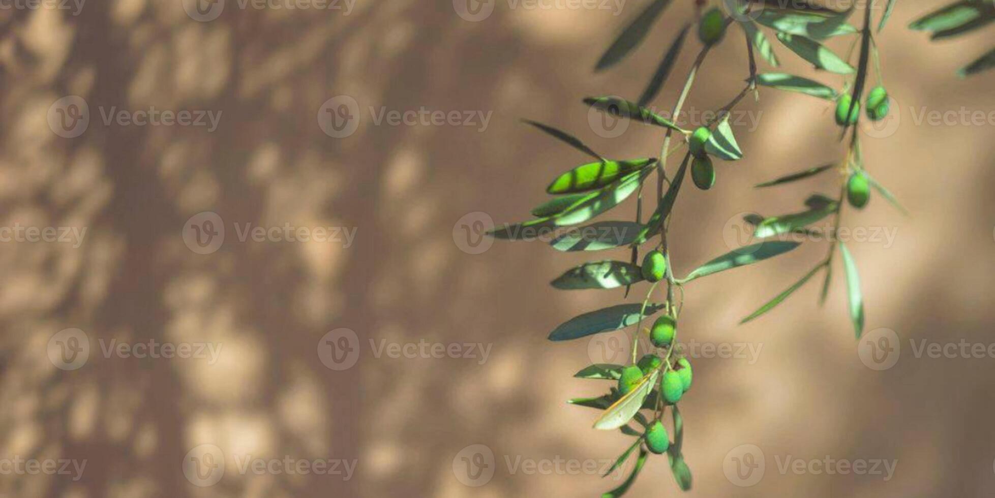 Olive branch with leaves and shadow photo