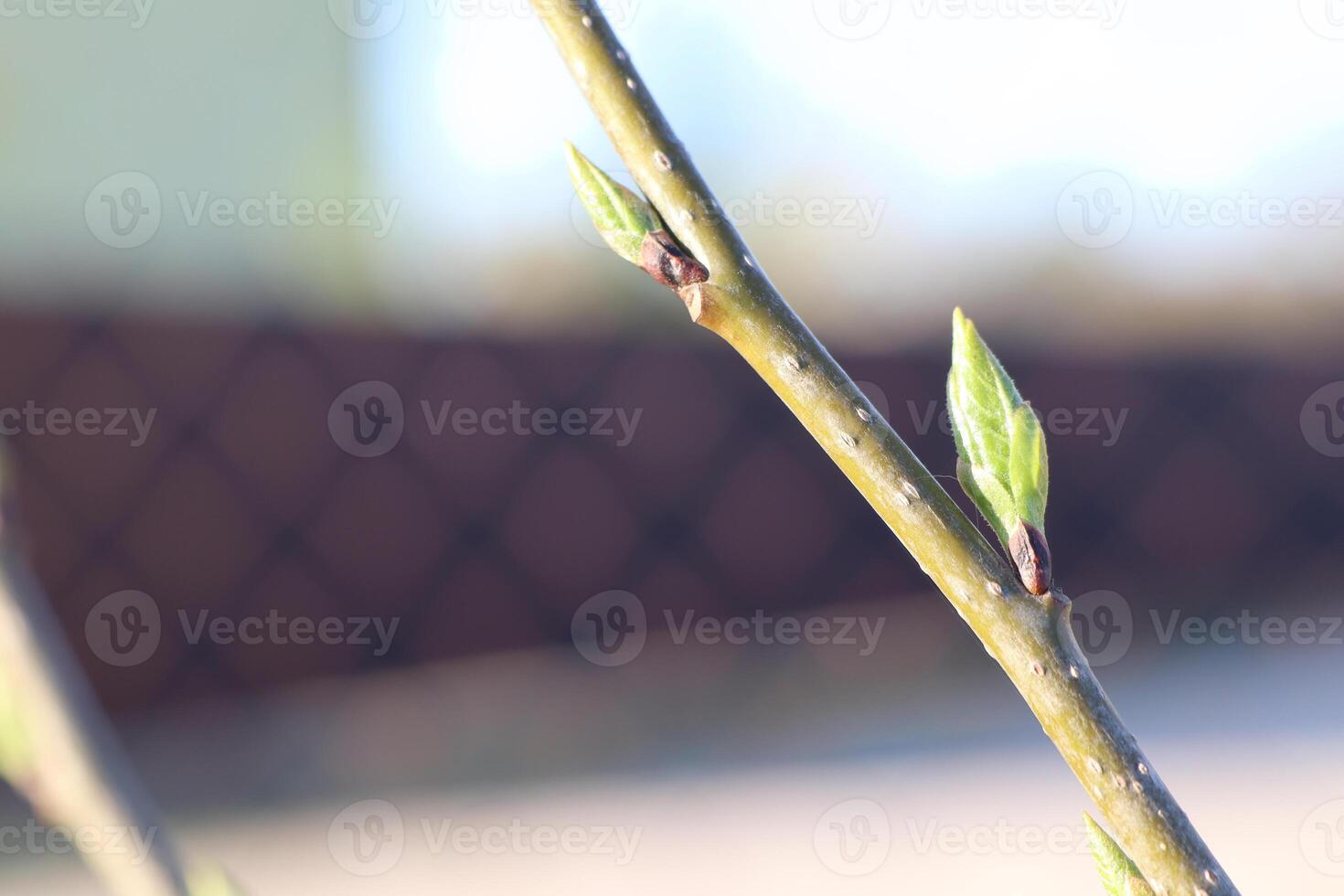 Witness the New Growth on Branches during the Beautiful Early Spring Season Ahead photo