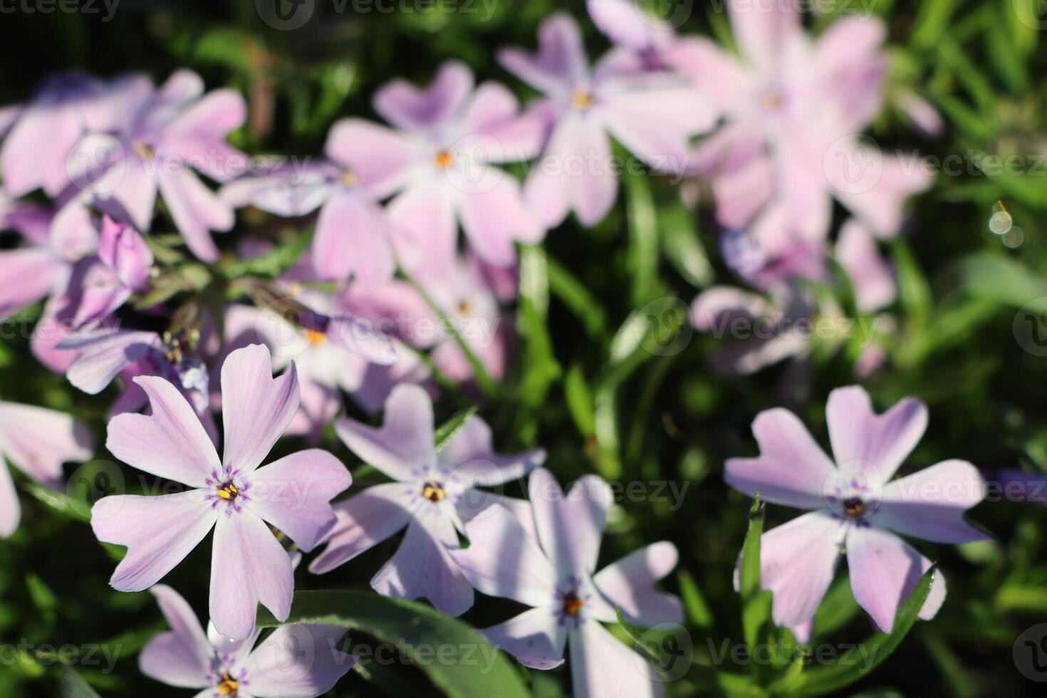 A Stunning Display of Vibrant Pink Wildflowers in Full Bloom is a Sight to Behold photo