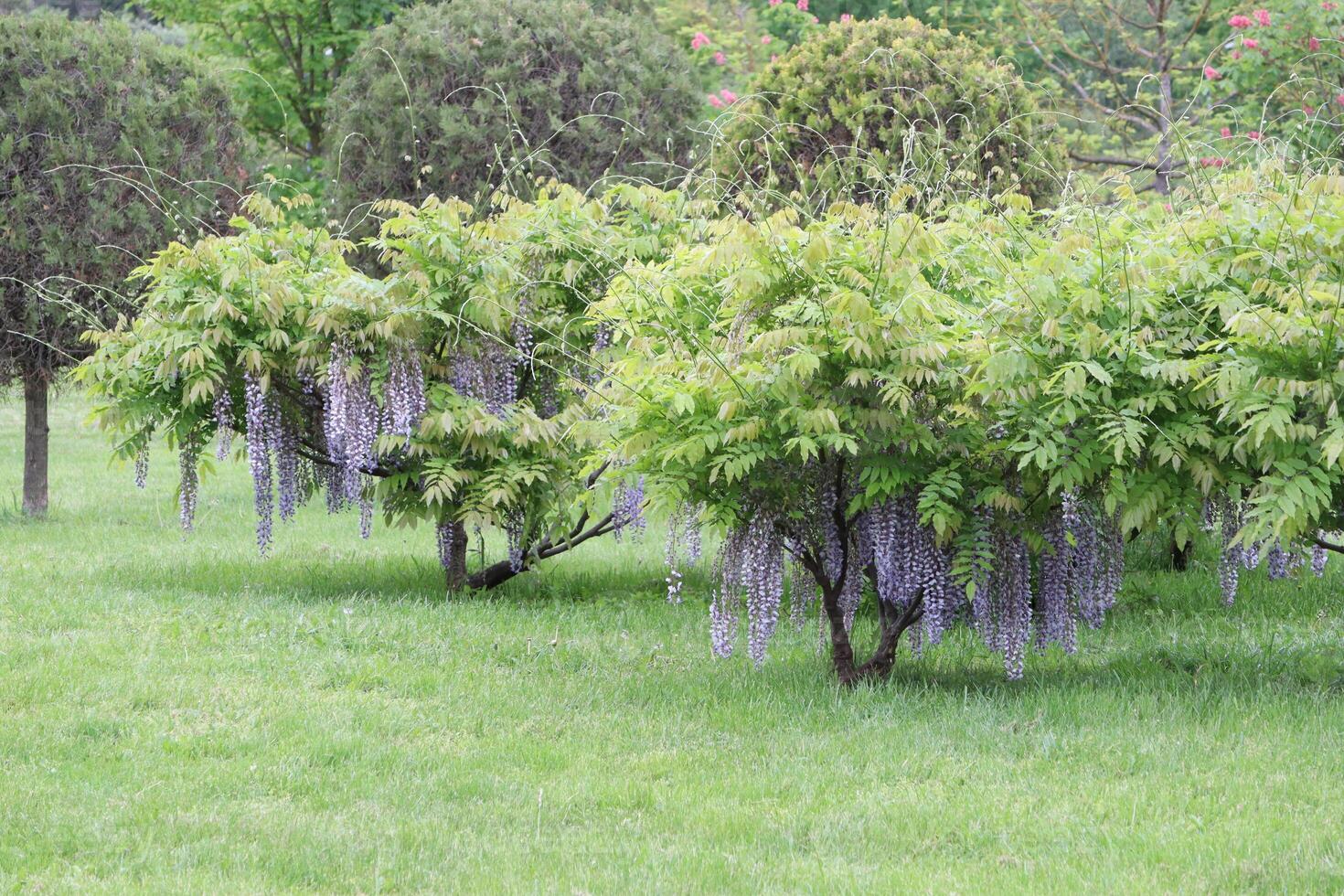 Stunningly Beautiful Wisteria Trees Flourishing in a Lush and Green, Vibrant Park photo