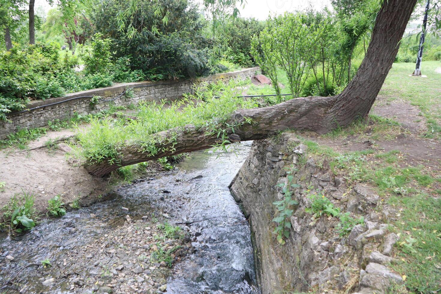 A Serene Stream flows gently alongside an Overhanging Tree in a beautiful Tranquil Park setting photo