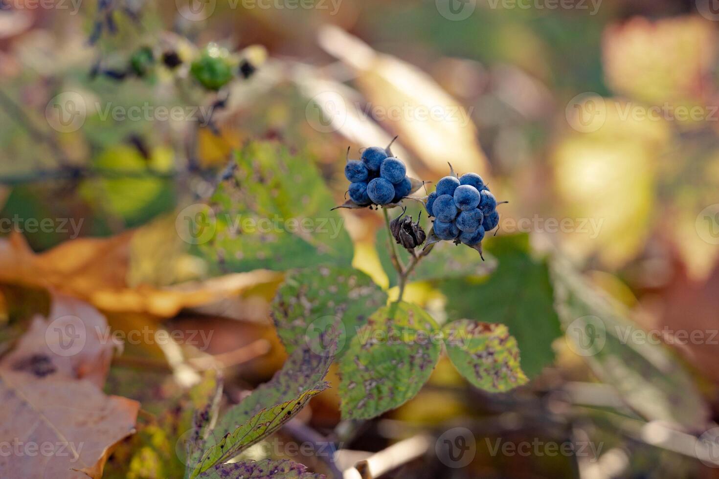 Blue berries of wild forest blackberries against a blurred background of leaves fallen in the autumn forest on a sunny day photo