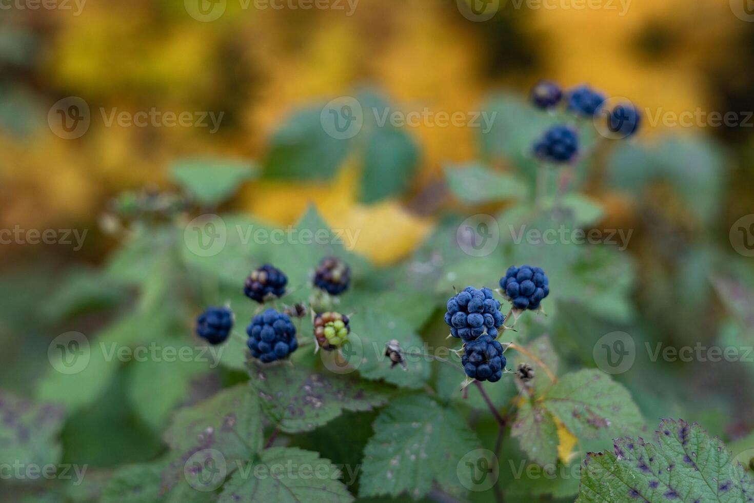 Blue berries of wild forest blackberries against a blurred background of leaves fallen in the autumn forest photo