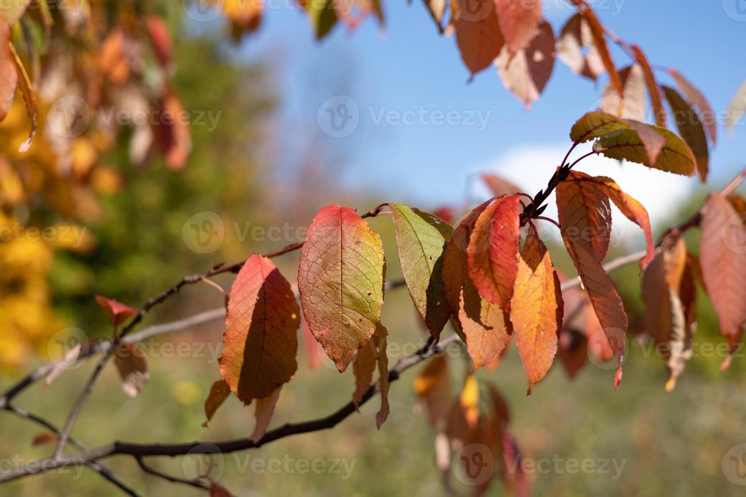 Autumn leaves on a tree in the forest, note shallow depth of field photo