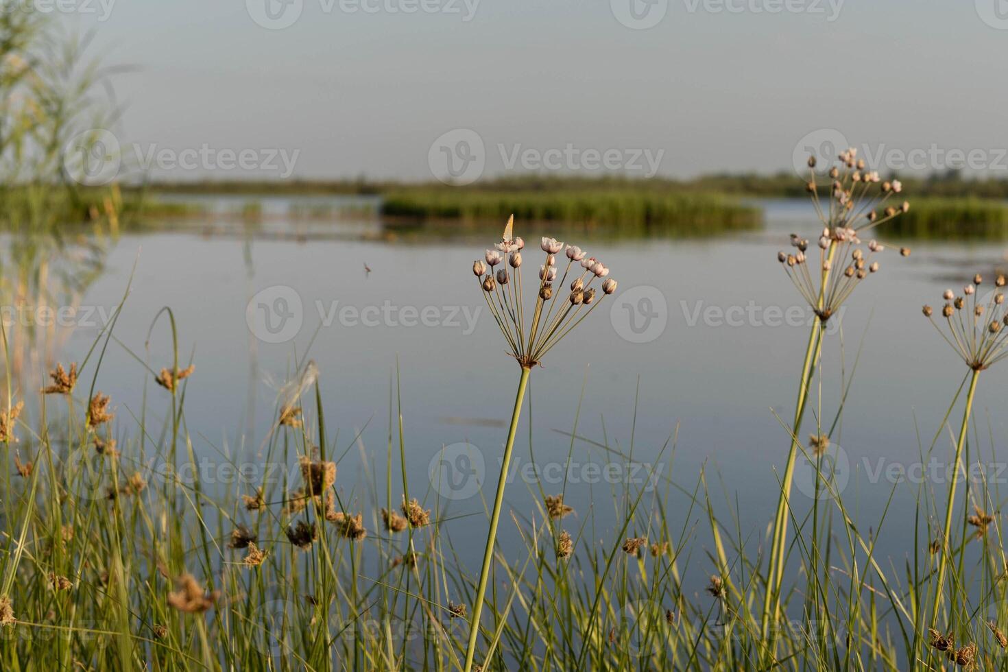 Wildflowers in the Danube Delta Romania in summer photo