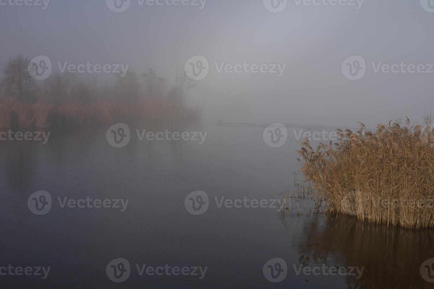 Yellow wilting vegetation and trees on the river bank on a foggy cloudy day. late autumn, fog photo