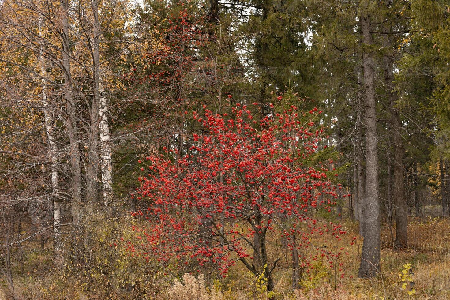 Autumn forest, birches, red mountain ash and other trees photo