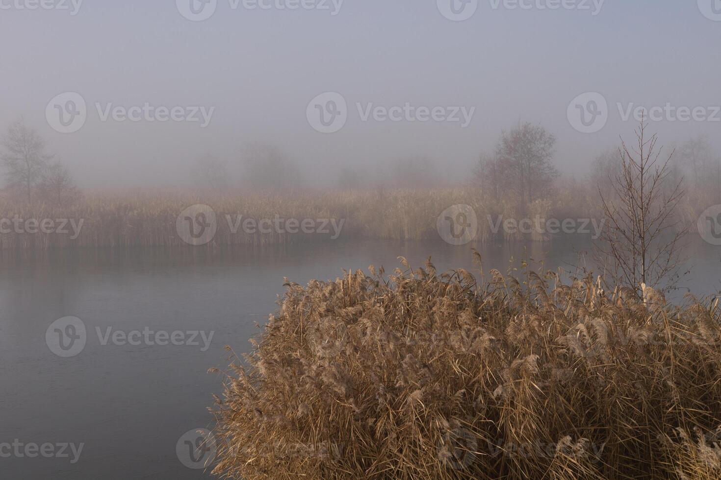 Yellow wilting vegetation and trees on the river bank on a foggy cloudy day, late autumn. fog. photo