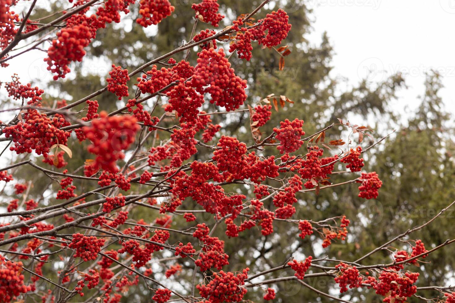 Clusters of red mountain ash against the forest. late autumn photo