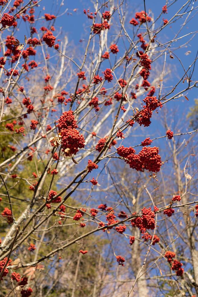 Bunches of red mountain ash on branches against blue sky and autumn forest. photo