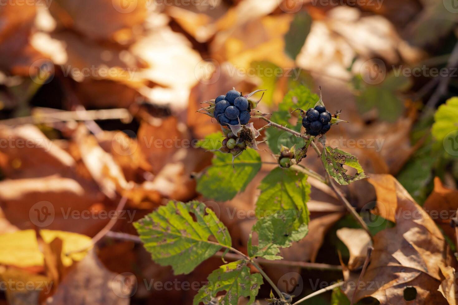 Blackberries in the forest in autumn. Selective focus and shallow depth of field. photo