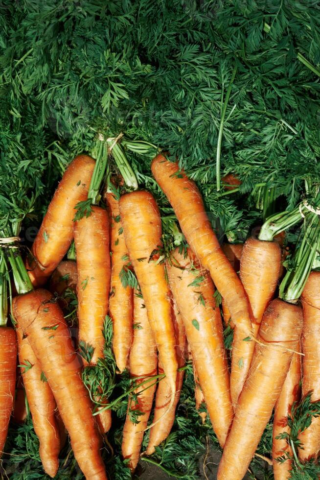 Bunch of carrots are sitting on top of some green leaves. Vertical background, wallpapers. photo
