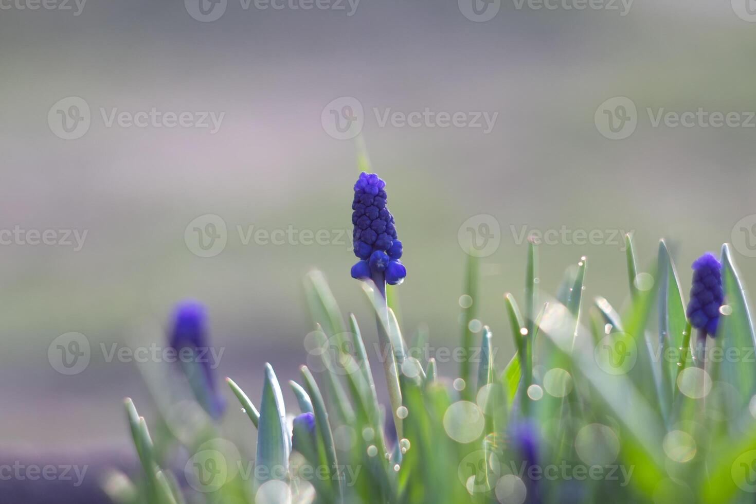 Beautiful wildflowers in morning dew and cool haze in nature spring large macro. A delightful aerial artistic image of the beauty of summer nature. photo