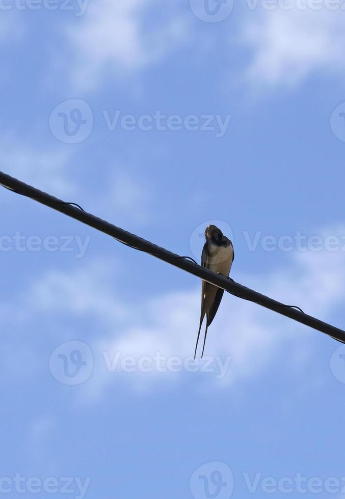 Swallow sitting on a cable against a blue sky photo
