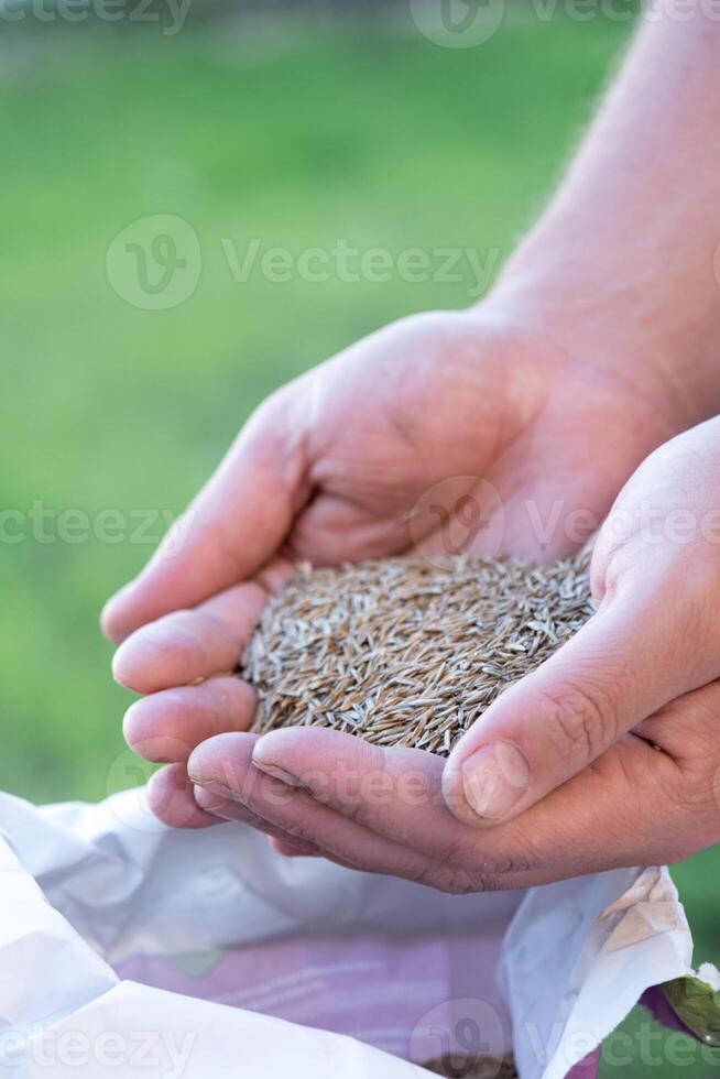 hand holding lawn grass seeds ready to sow photo