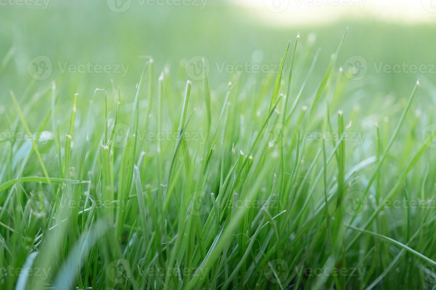 Green lawn for texture background, front view photo