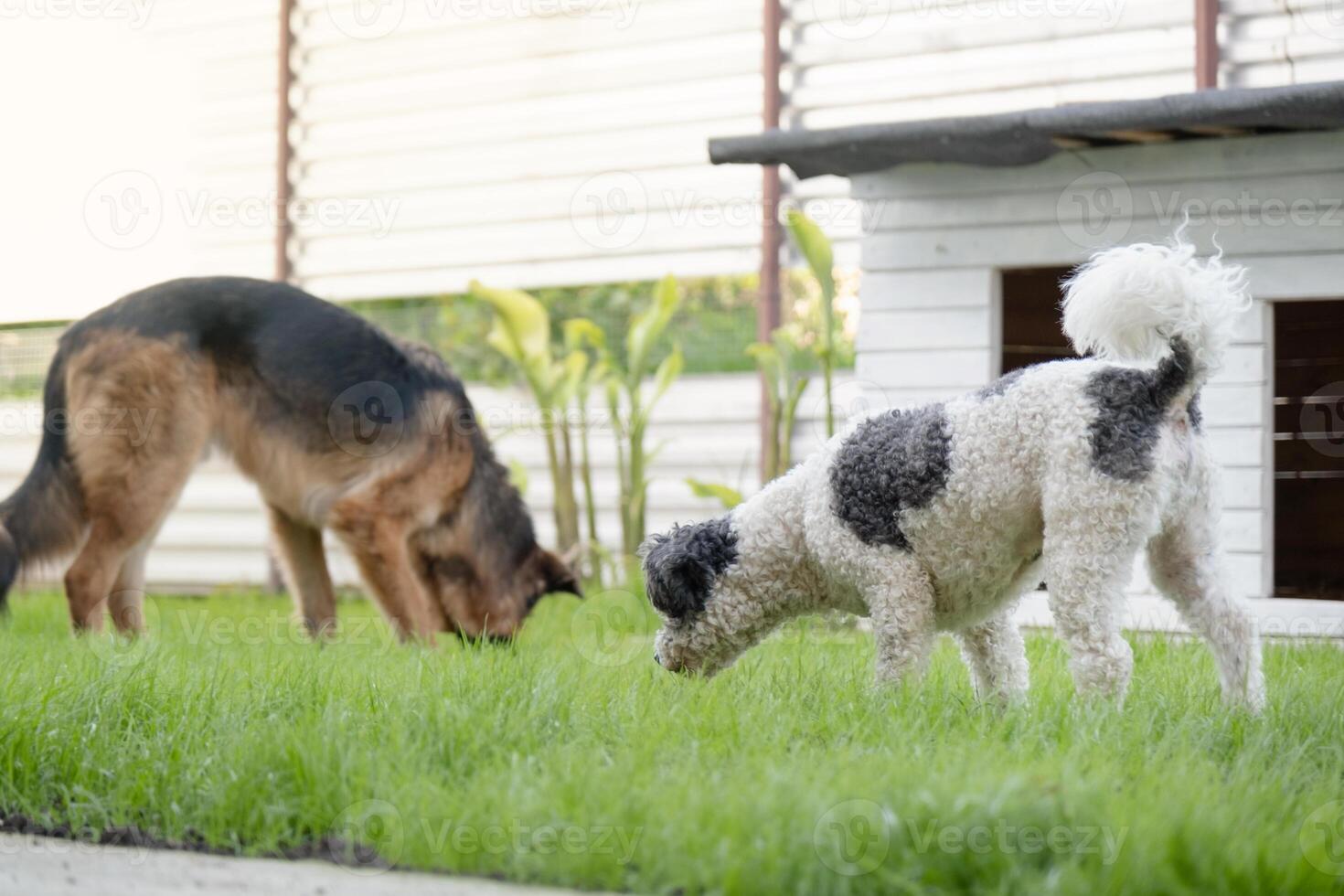 two cute dogs a german shepherd and a terrier sniffing snacks in grass, playing searching game photo