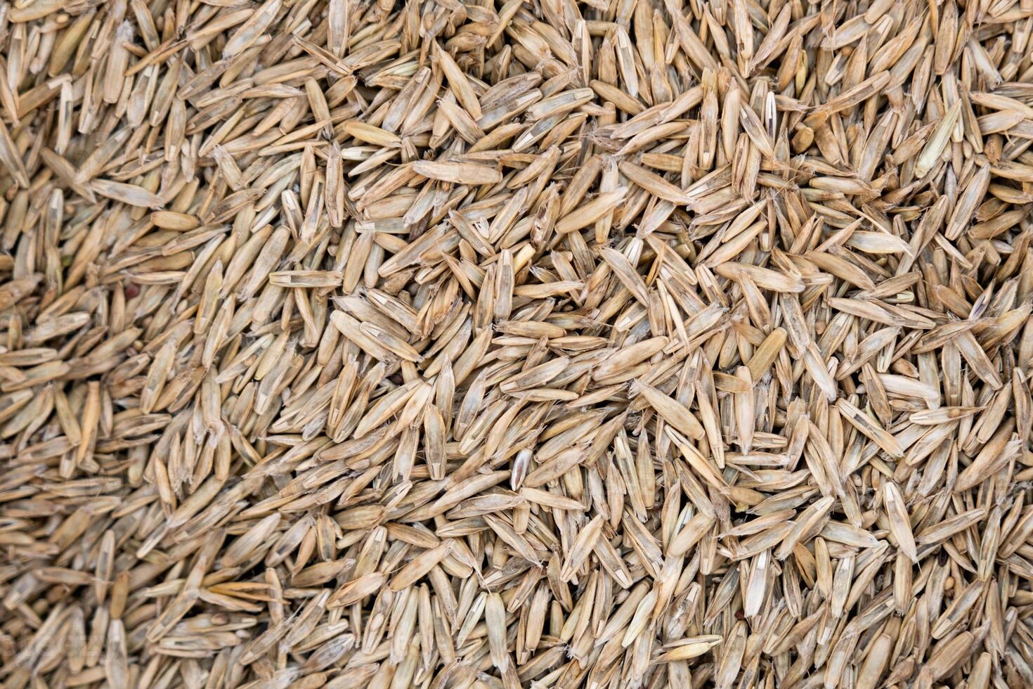 grass seeds ready to sow photo