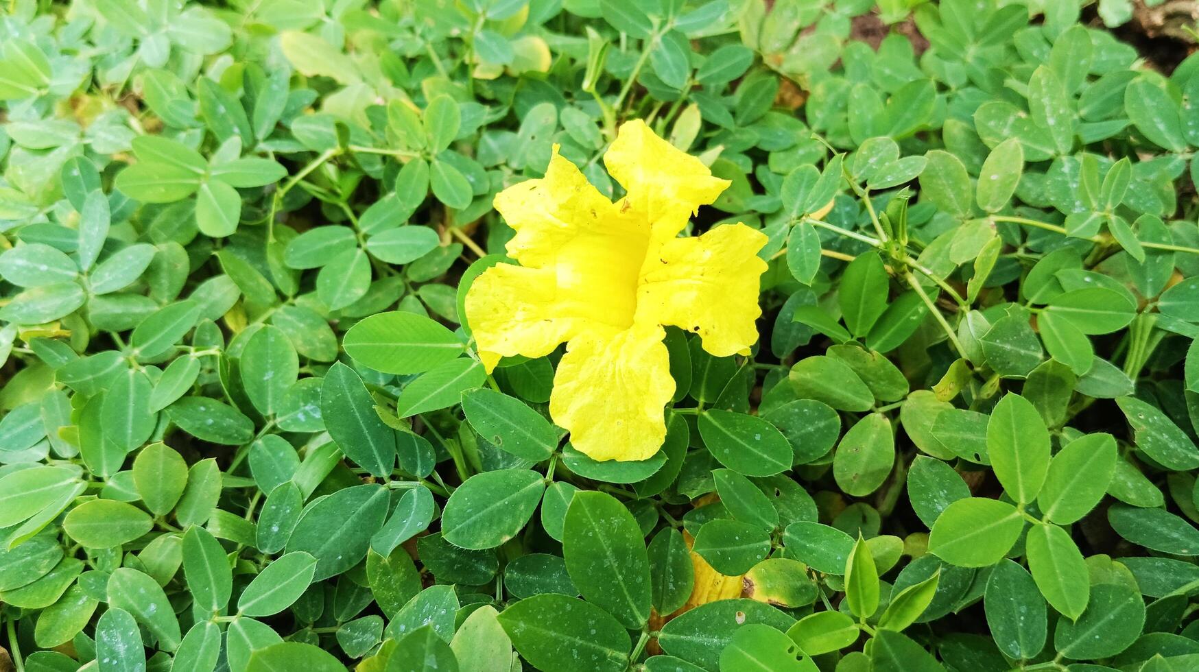 Yellow Tabebuya with the Latin name Handroanthus chrysotrichus. photo