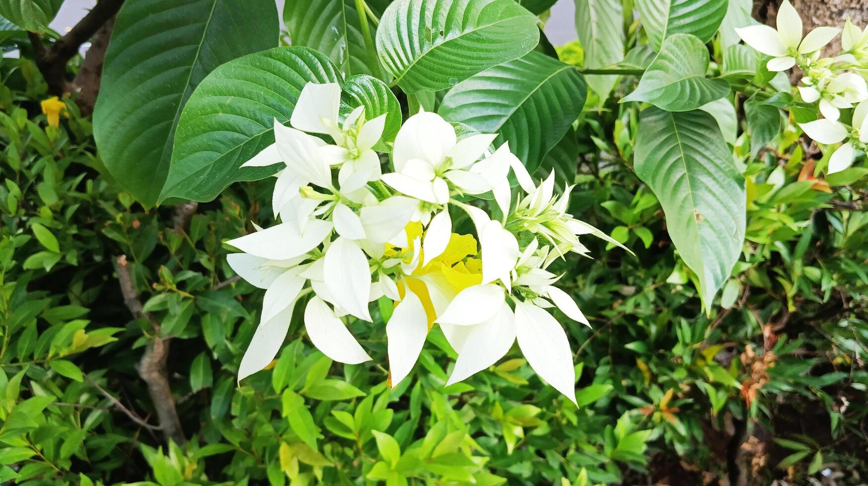 Tanjung Jasmine flowers bloom in clusters. photo
