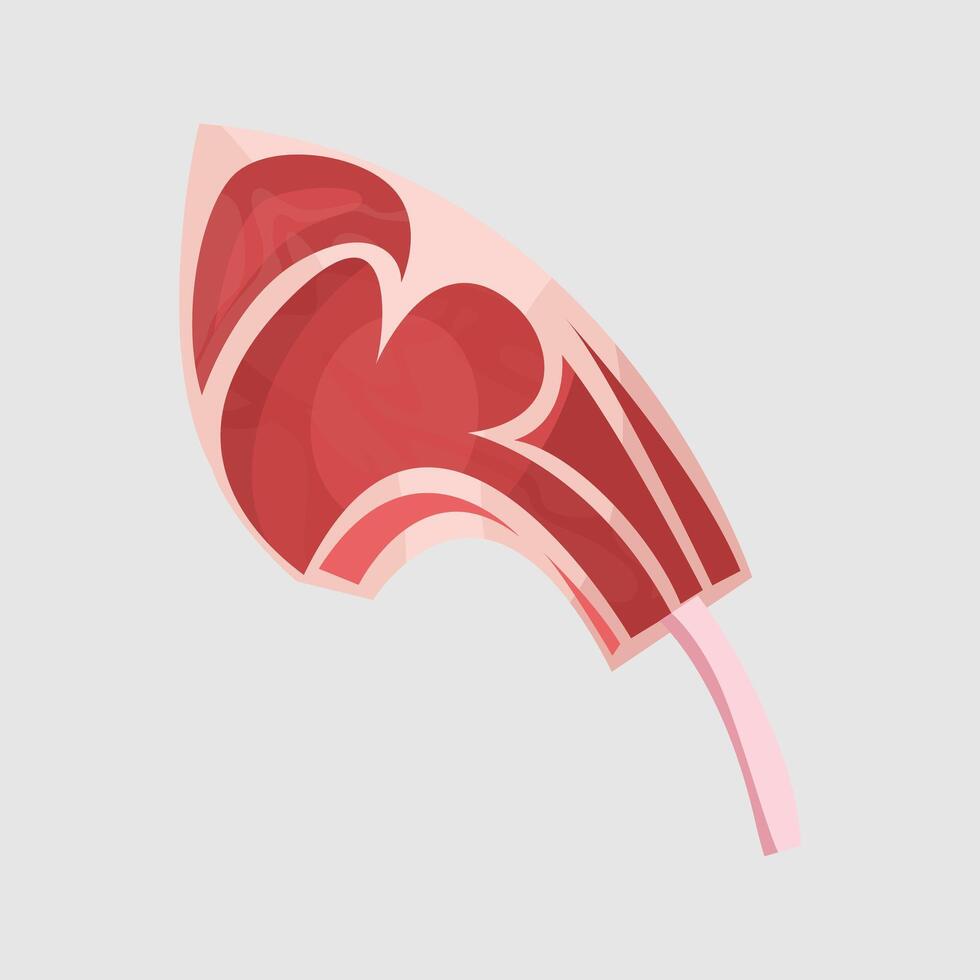Raw Lamb Shank vector