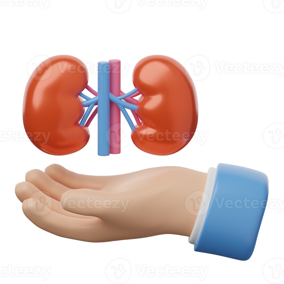 A hand holding a kidney and a blue plastic tube png