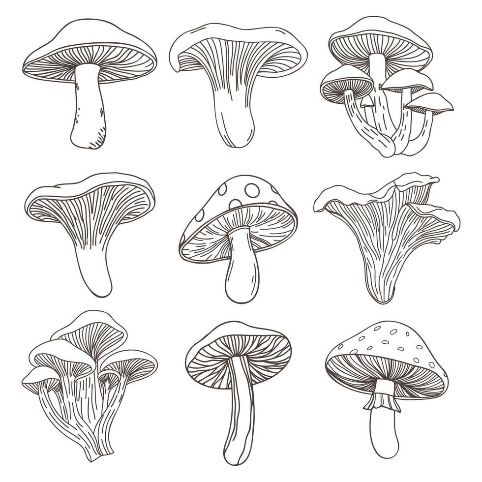 Collection of hand drawn various mushrooms. Mushroom icons set. Hand drawn sketch vector