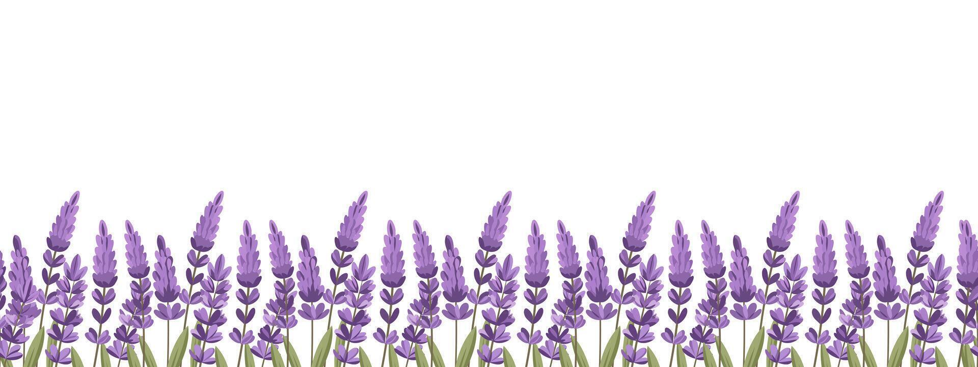 Lavender flowers border on white background. Lavender flower meadow seamless pattern. Illustration. vector