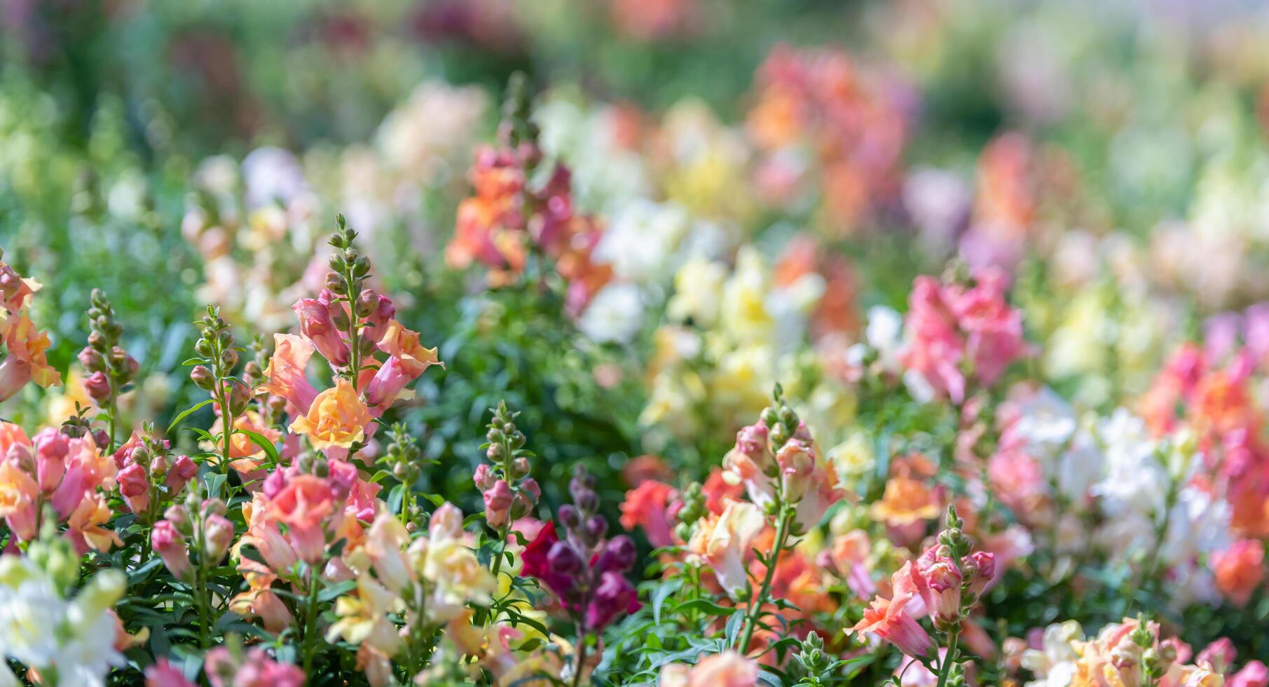 beatiful and colourful flowers in multicolour flowers garden. photo