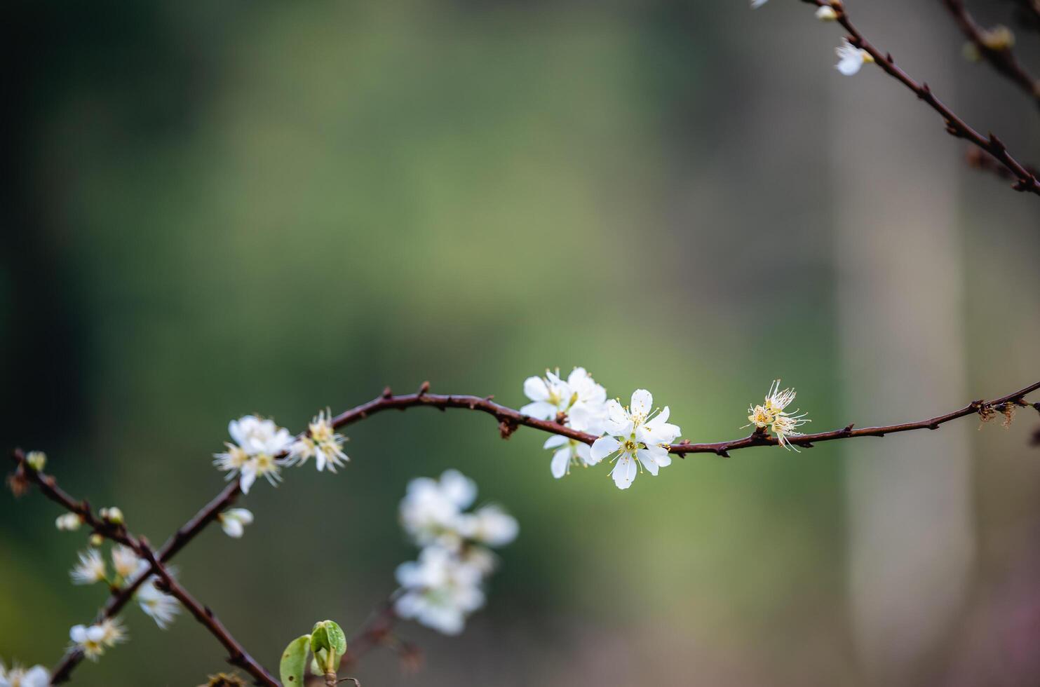 White plum blossom Japanese apricot flower with beautiful bokeh. photo