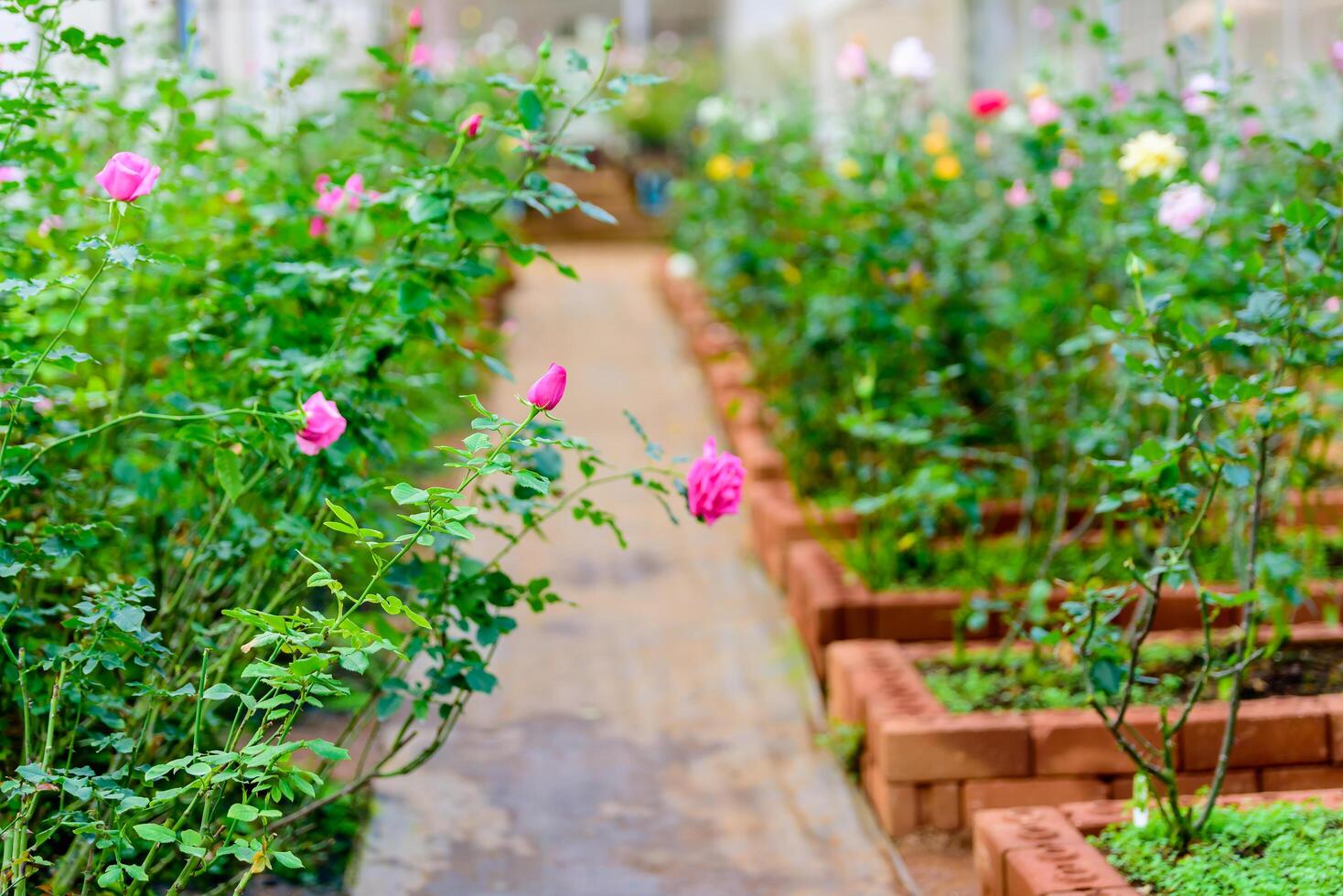 Roses in rose greenhouse plantation flower business industrial. photo