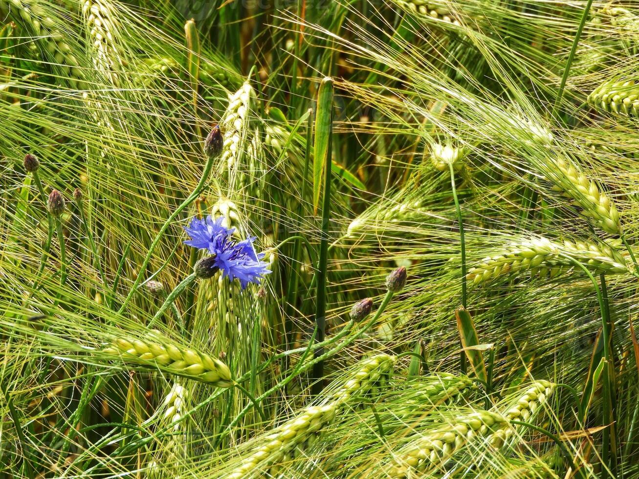 A blue flower is in the middle of a field of wheat photo