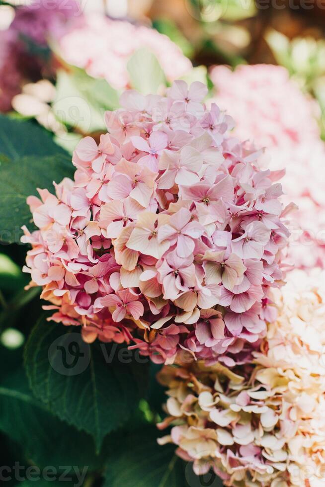 Beautiful light pink Hydrangea flowers in a garden. photo