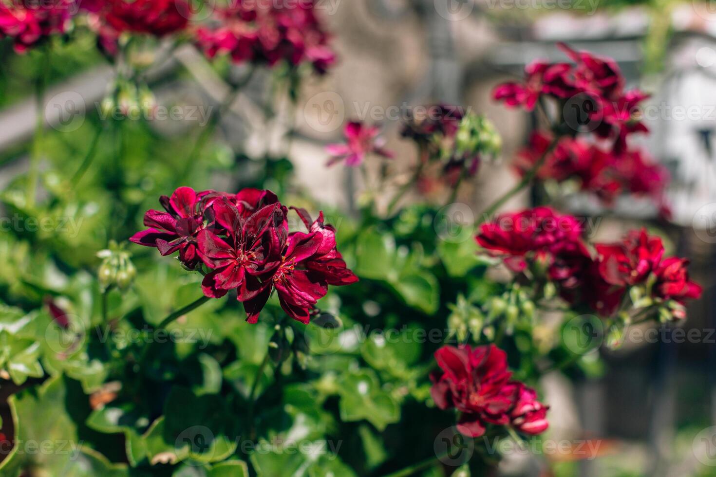 Beautiful dark red flowers of Cranes bill Pelargonium on a summer street. photo